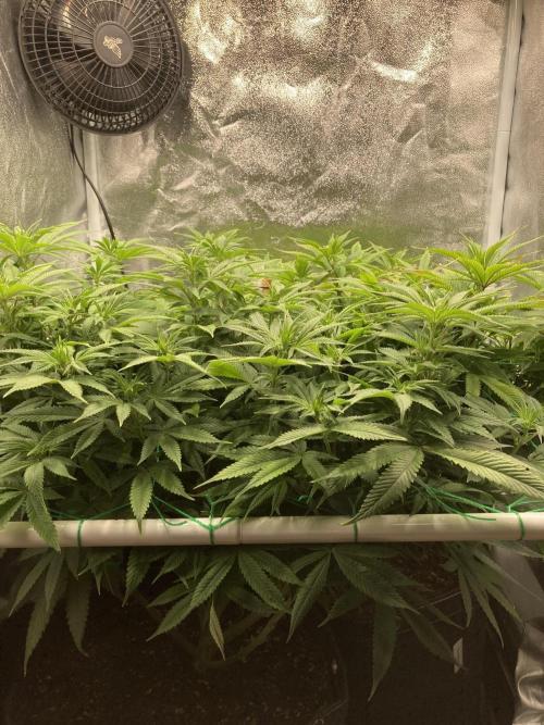 Triangle Project. Week 11 - D78