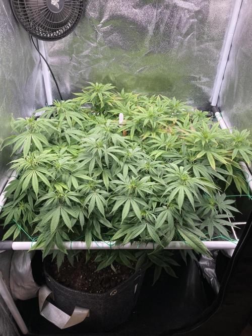 Triangle Project. Week 11 - D79 13.12.25