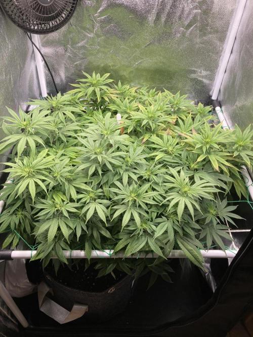 Triangle Project. Week 11 - D80 14.12.25