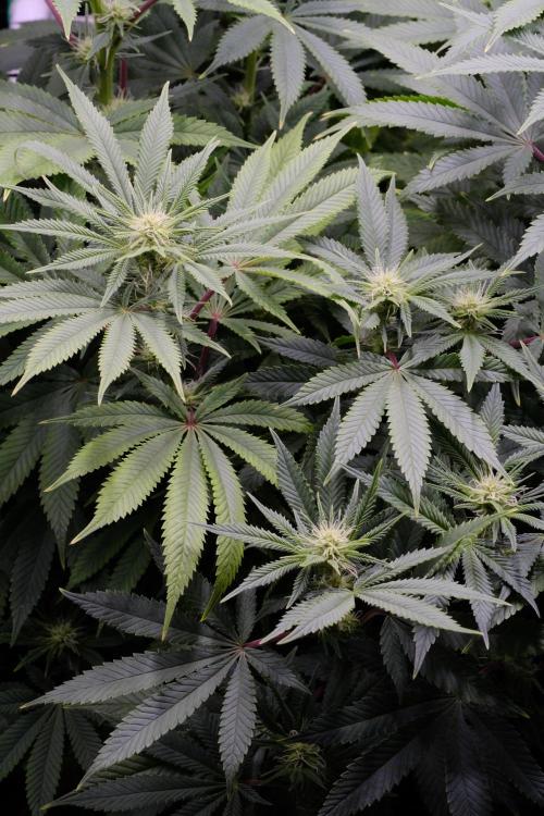 Triangle Project. Week 12