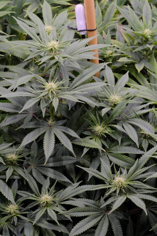 Triangle Project. Week 12