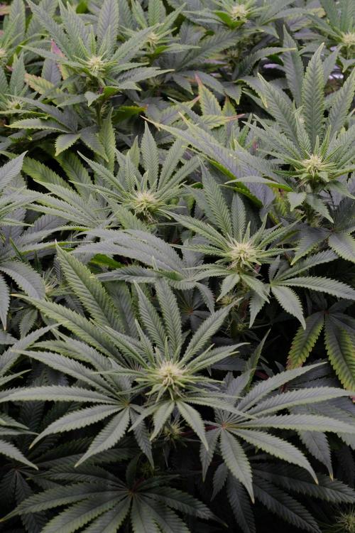 Triangle Project. Week 12