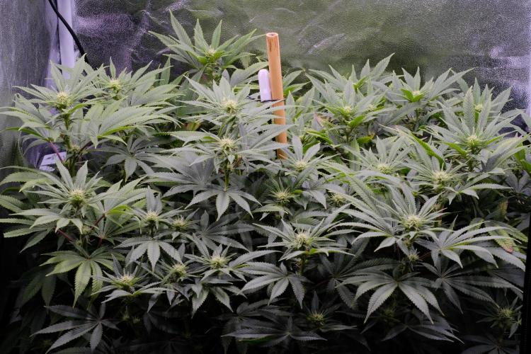 Triangle Project. Week 12