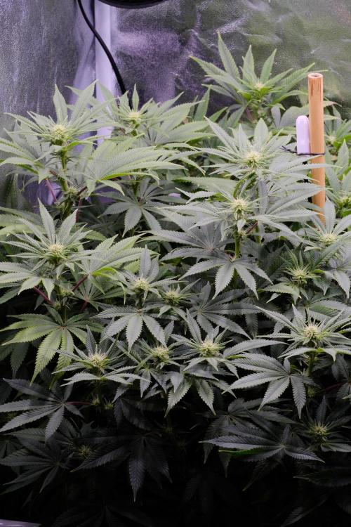 Triangle Project. Week 12