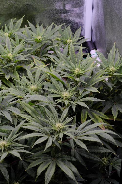 Triangle Project. Week 12