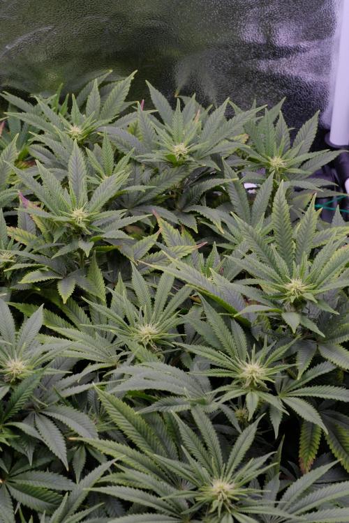 Triangle Project. Week 12