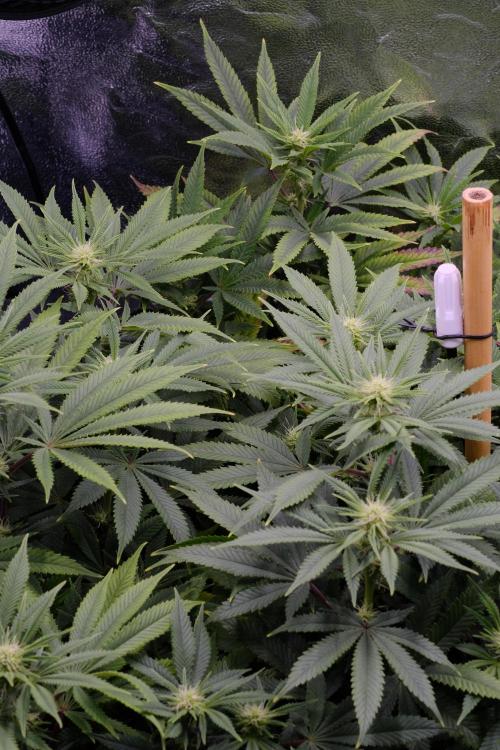 Triangle Project. Week 12