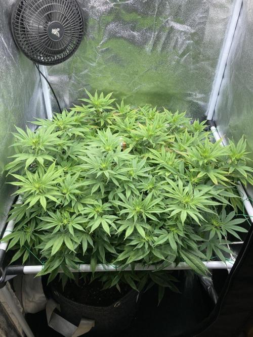 Triangle Project. Week 12 - D81/FD8 15.12.25