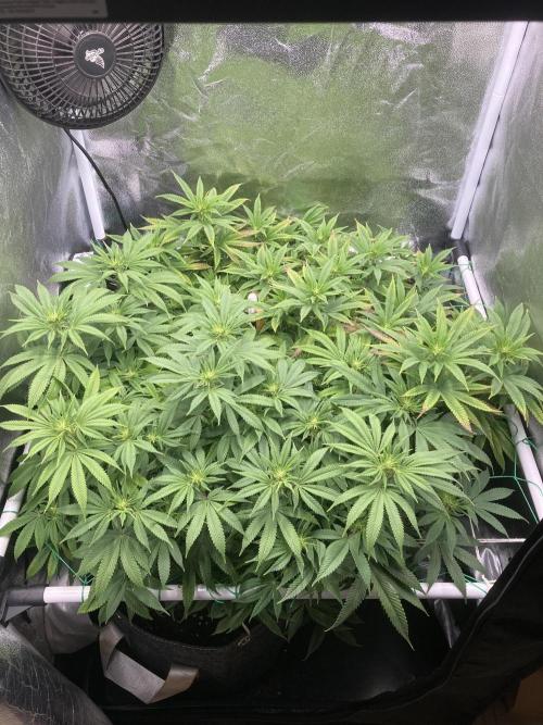 Triangle Project. Week 12 - D82/FD9 16.12.25