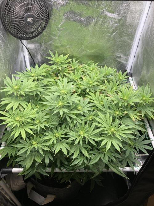 Triangle Project. Week 12 - D83/FD10 17.12.25