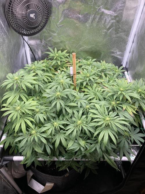 Triangle Project. Week 12 - D84/FD11 18.10.25