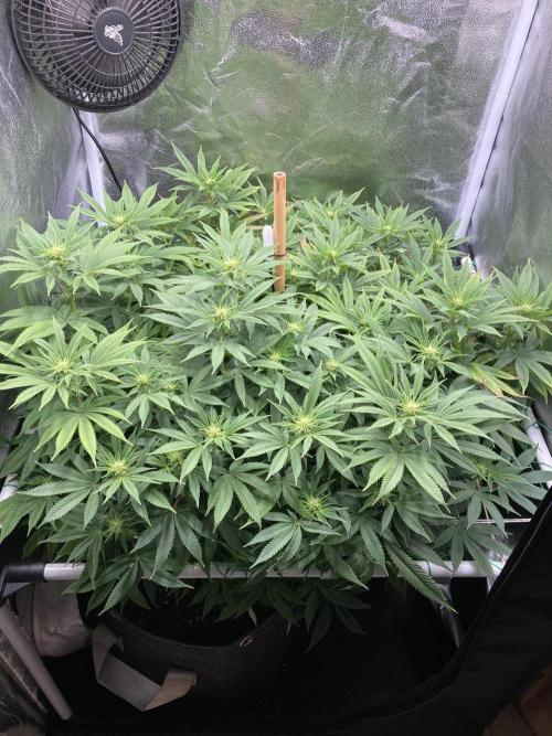 Triangle Project. Week 12 - D85/FD12 19.10.25