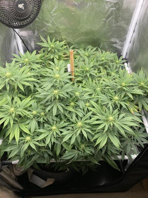 Triangle Project. Week 12 - D86/FD13 20.10.25