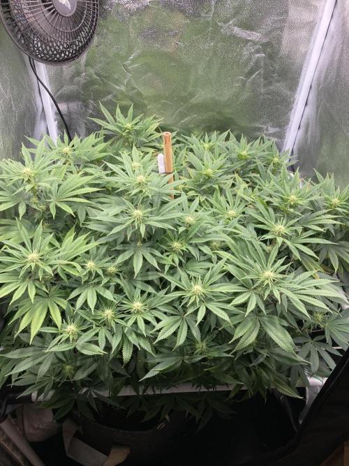 Triangle Project. Week 13 - D88/FD15 22.12.25