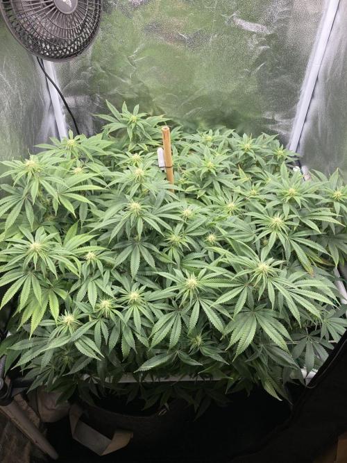 Triangle Project. Week 13 - D89/FD16 23.12.25