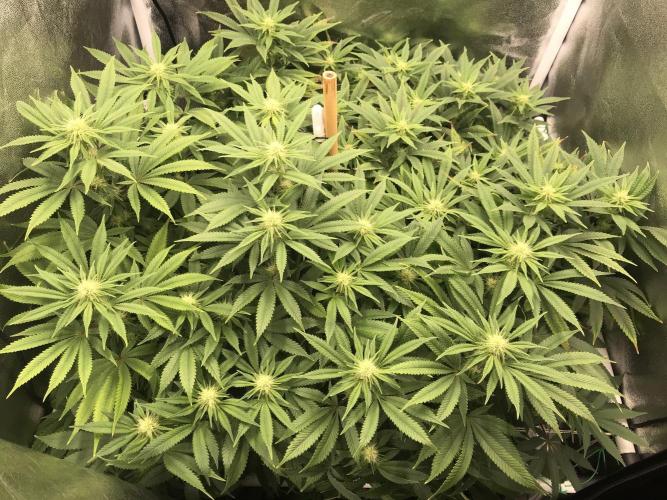 Triangle Project. Week 13 - D90/FD17 24.12.25