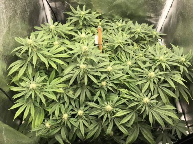 Triangle Project. Week 13 - D91/FD18 25.12.25