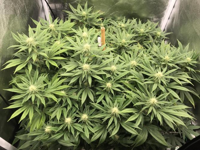 Triangle Project. Week 13 - D92/FD19 26.12.25