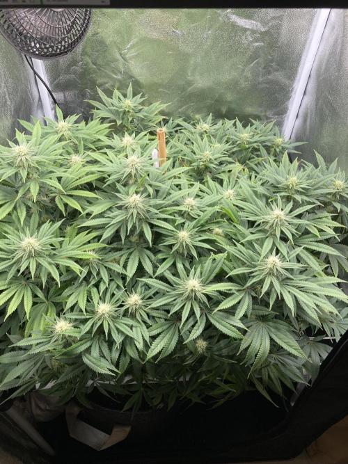 Triangle Project. Week 13 - D94/FD21 27.12.25