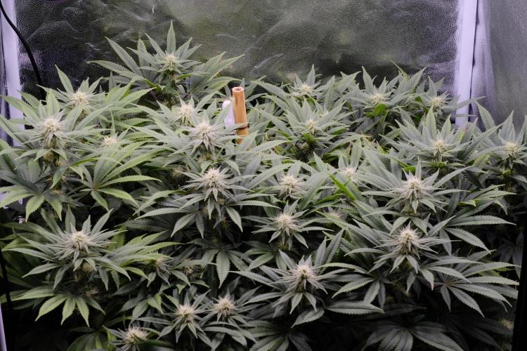 Triangle Project. Week 13