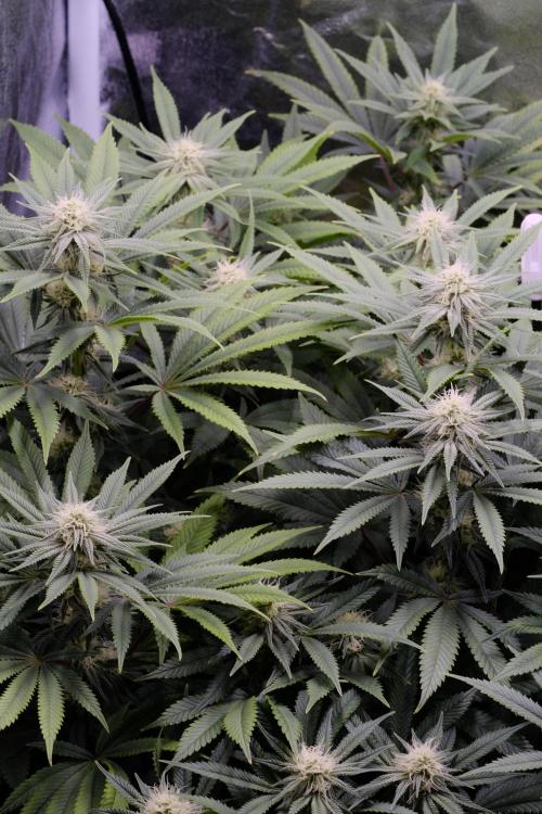 Triangle Project. Week 13