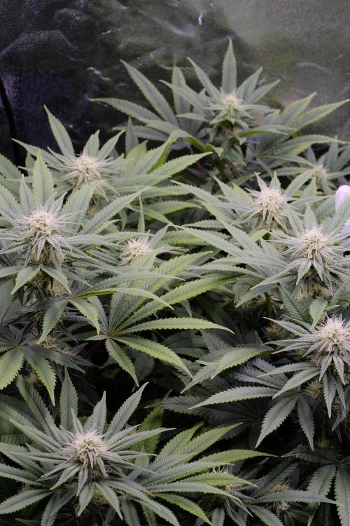 Triangle Project. Week 13