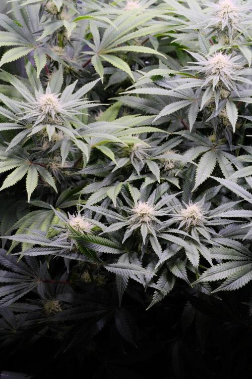 Triangle Project. Week 13