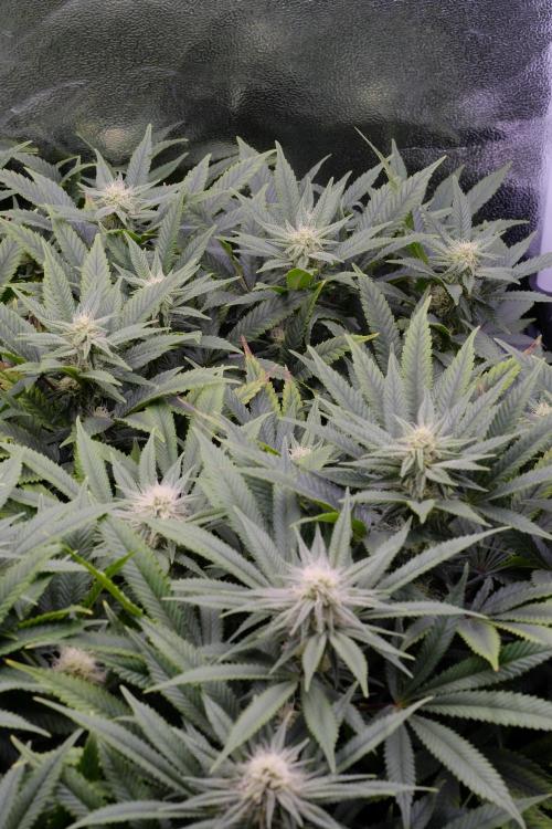 Triangle Project. Week 13