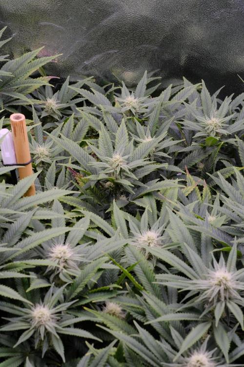 Triangle Project. Week 13