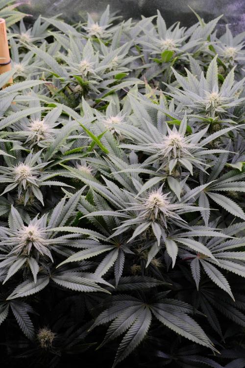 Triangle Project. Week 13