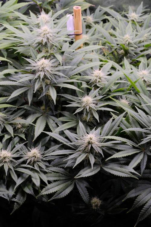 Triangle Project. Week 13