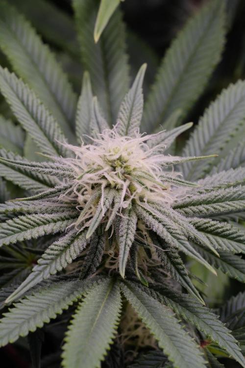 Triangle Project. Week 13