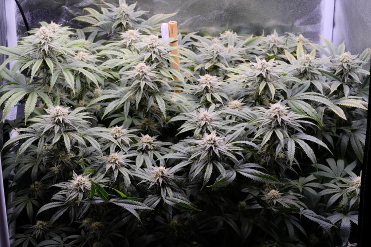 Triangle Project. Week 14