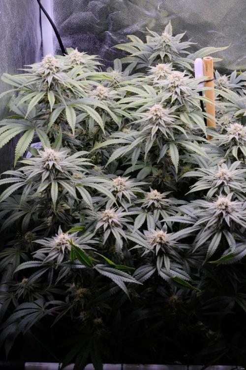 Triangle Project. Week 14