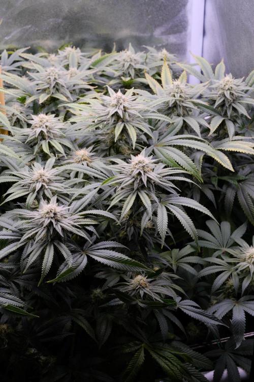 Triangle Project. Week 14