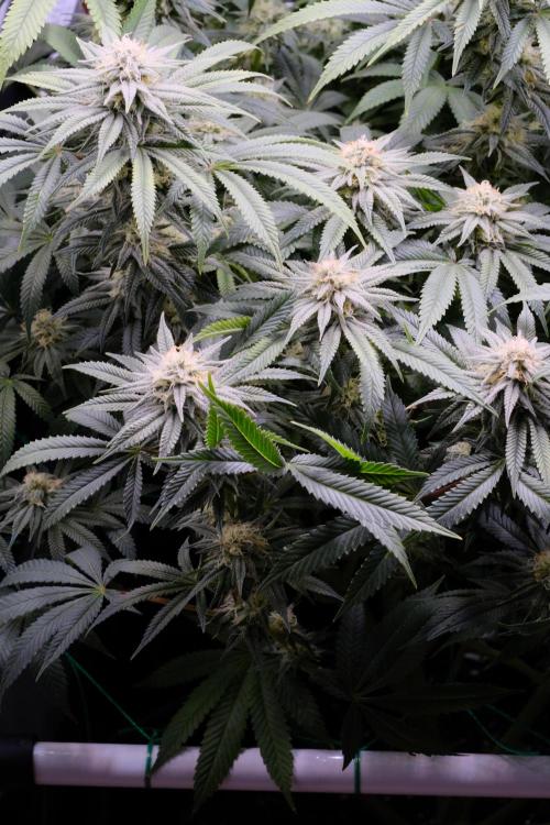 Triangle Project. Week 14