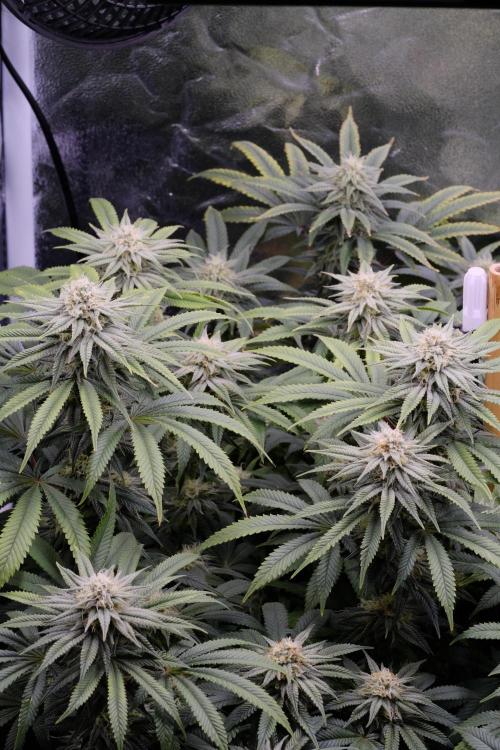 Triangle Project. Week 14