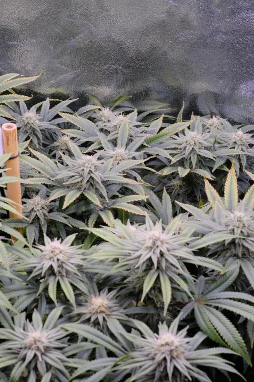 Triangle Project. Week 14