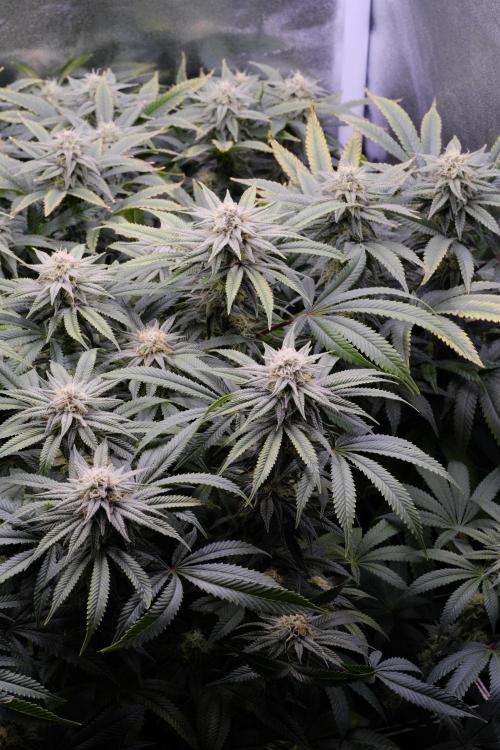 Triangle Project. Week 14