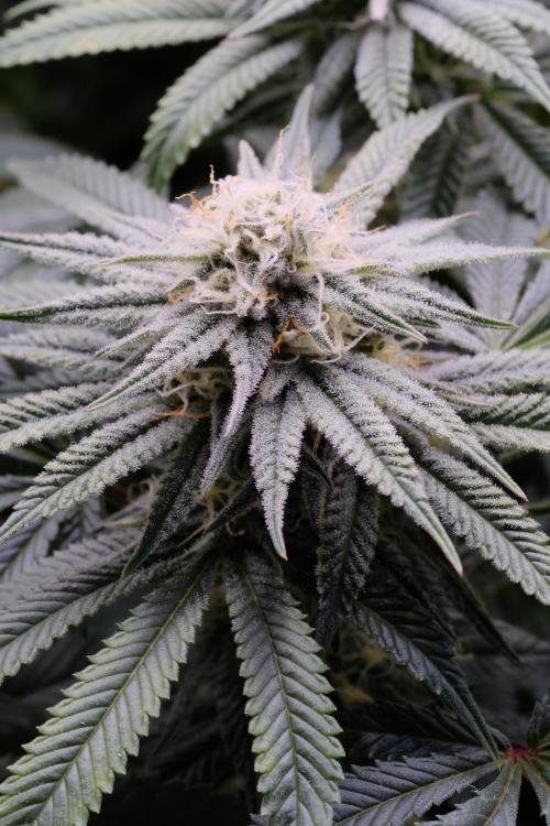 Triangle Project. Week 14