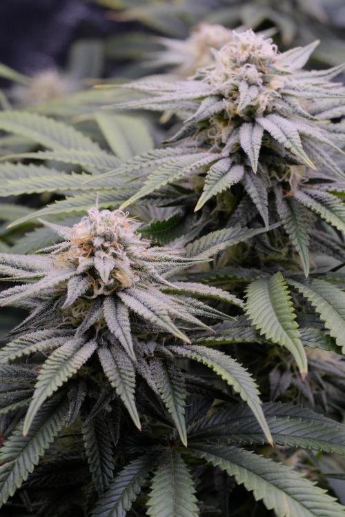 Triangle Project. Week 14