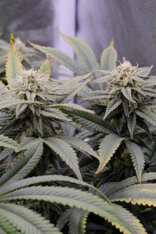 Triangle Project. Week 14