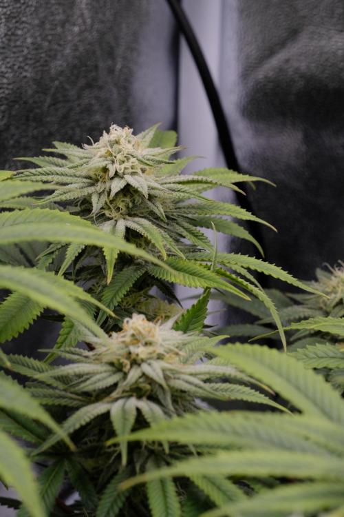 Triangle Project. Week 14