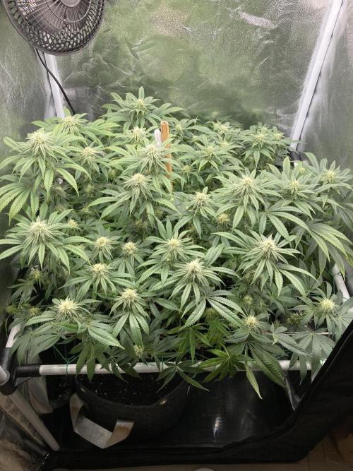 Triangle Project. Week 14 - D95/FD22 29.12.25