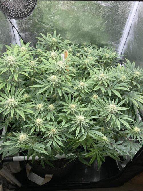 Triangle Project. Week 14 - D96/FD23 30.12.25