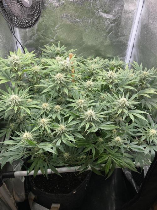 Triangle Project. Week 14 - D97/FD24 31.12.25