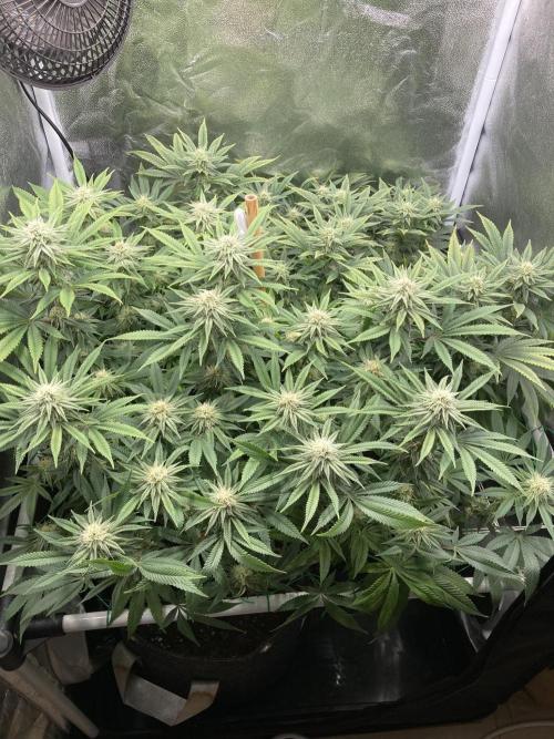 Triangle Project. Week 14 - D98/FD25 01.01.26