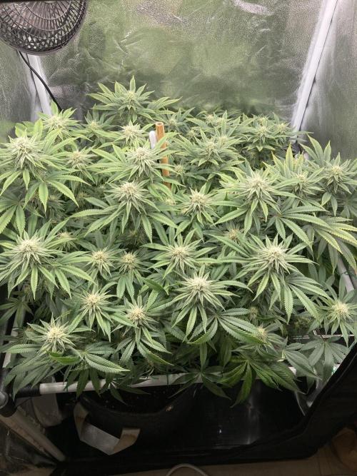 Triangle Project. Week 14 - D99/FD26 02.01.26