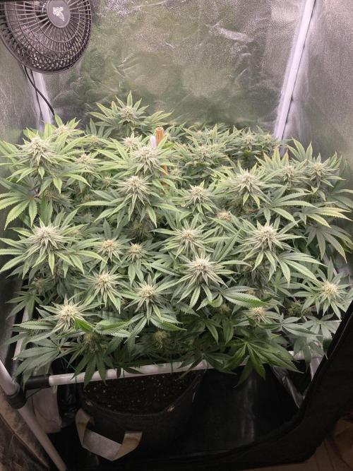 Triangle Project. Week 14 - D100/FD27 03.01.26