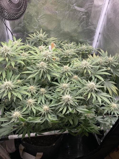 Triangle Project. Week 14 - D101/FD28 04.01.26